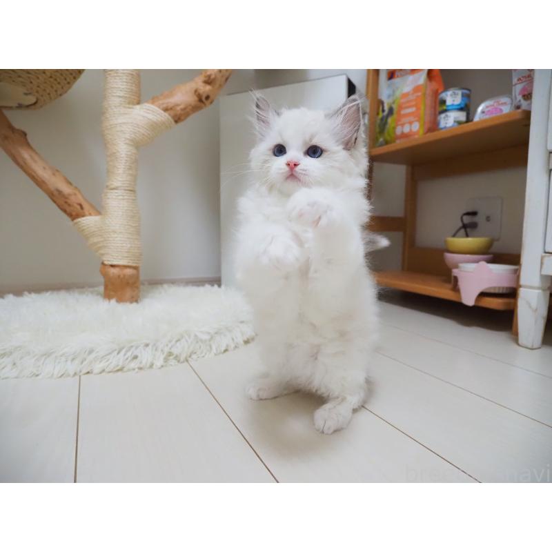 成約済の埼玉県のラグドール-126508の25枚目