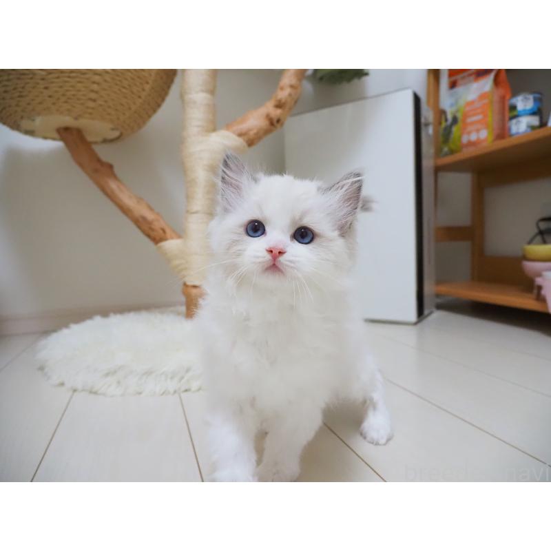 成約済の埼玉県のラグドール-126508の24枚目