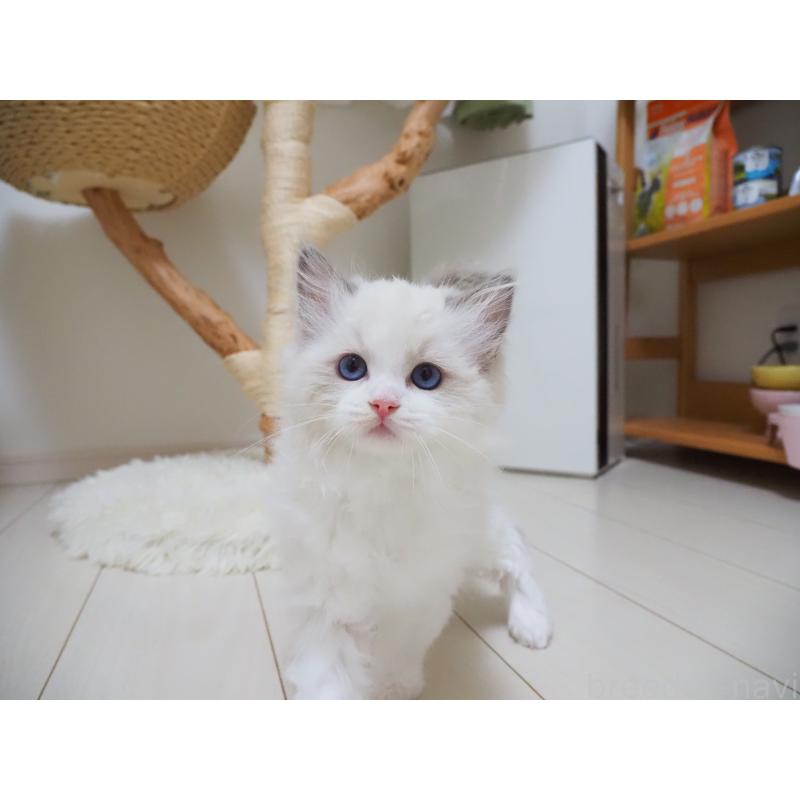 成約済の埼玉県のラグドール-126508の23枚目