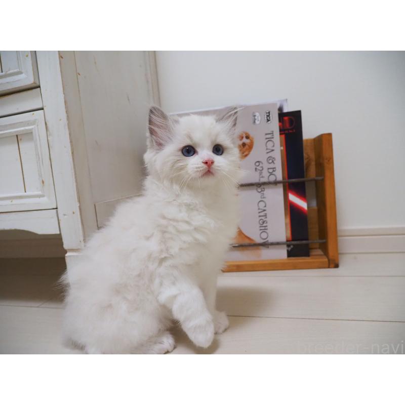 成約済の埼玉県のラグドール-126508の22枚目