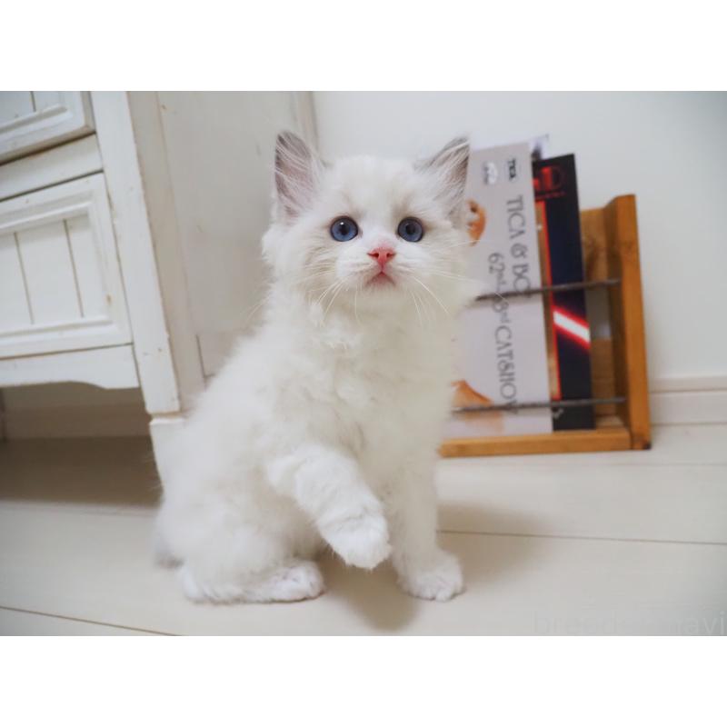 成約済の埼玉県のラグドール-126508の21枚目