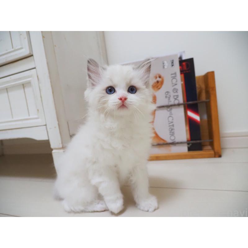 成約済の埼玉県のラグドール-126508の20枚目