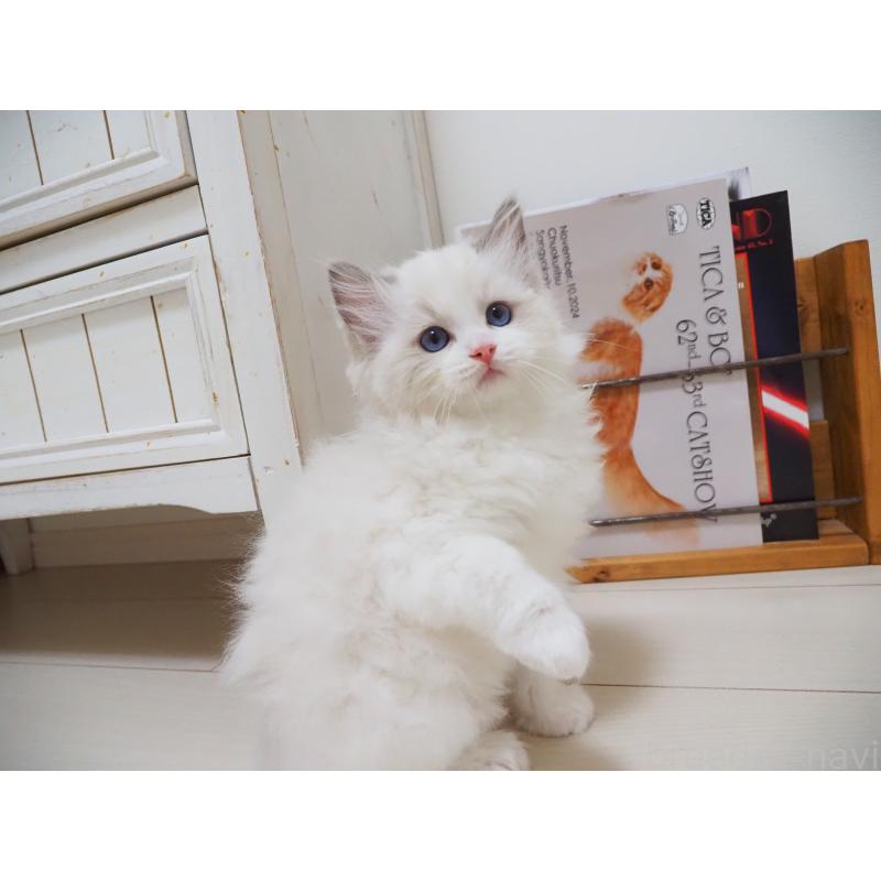 成約済の埼玉県のラグドール-126508の19枚目