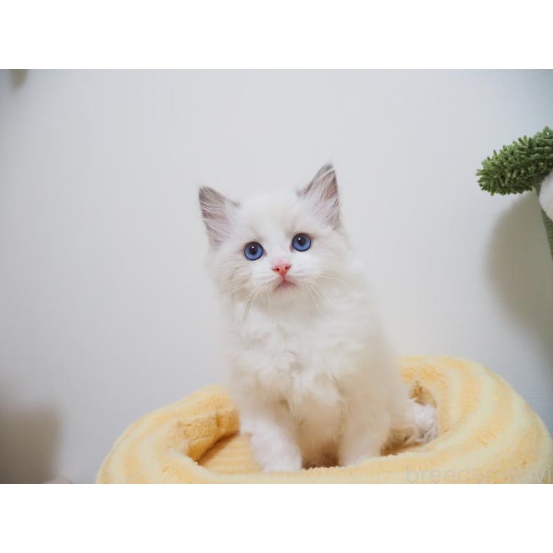 成約済の埼玉県のラグドール-126508の18枚目