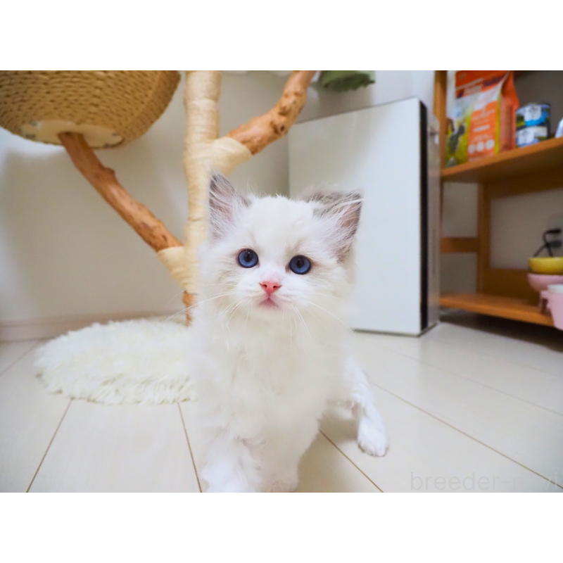 成約済の埼玉県のラグドール-126508の17枚目