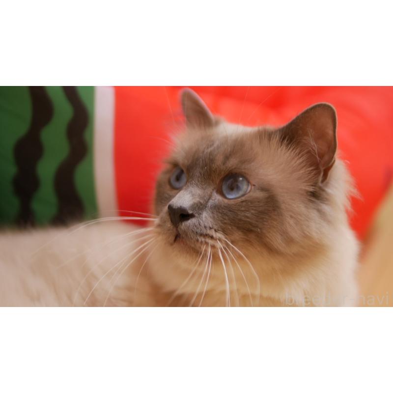 デニース(Denys)くん1枚目