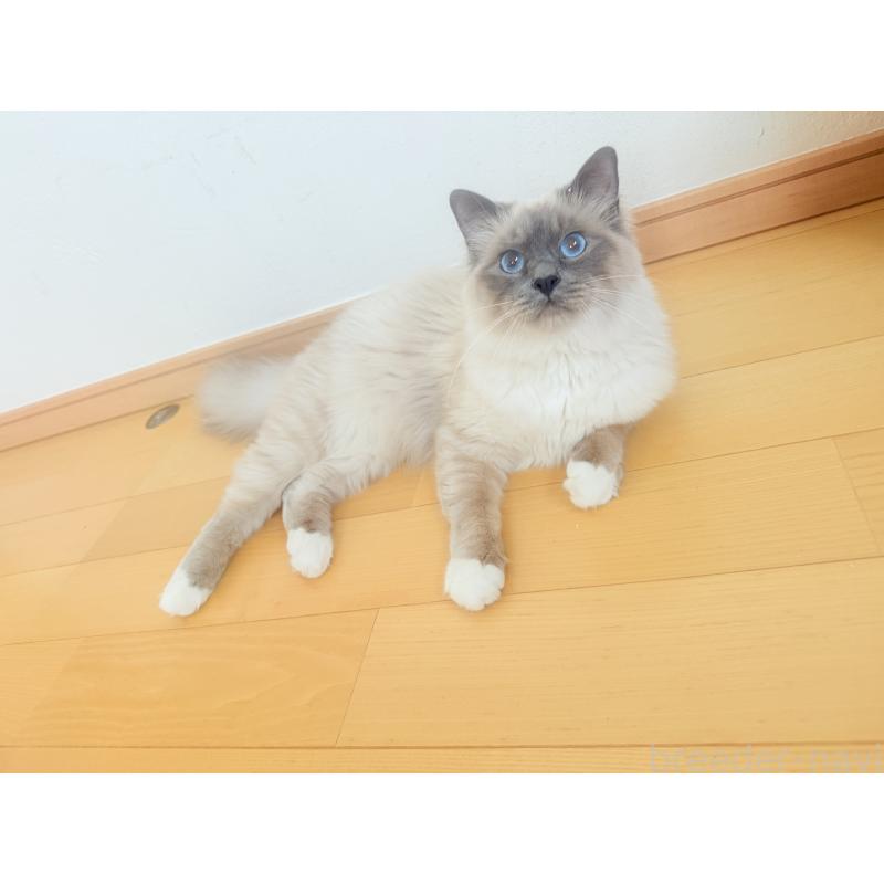 デニース(Denys)くん1枚目