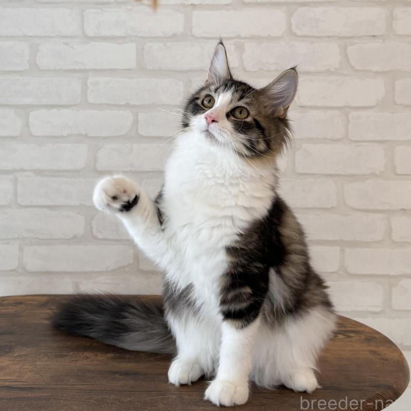 成約済の大阪府のサイベリアン-126976の12枚目