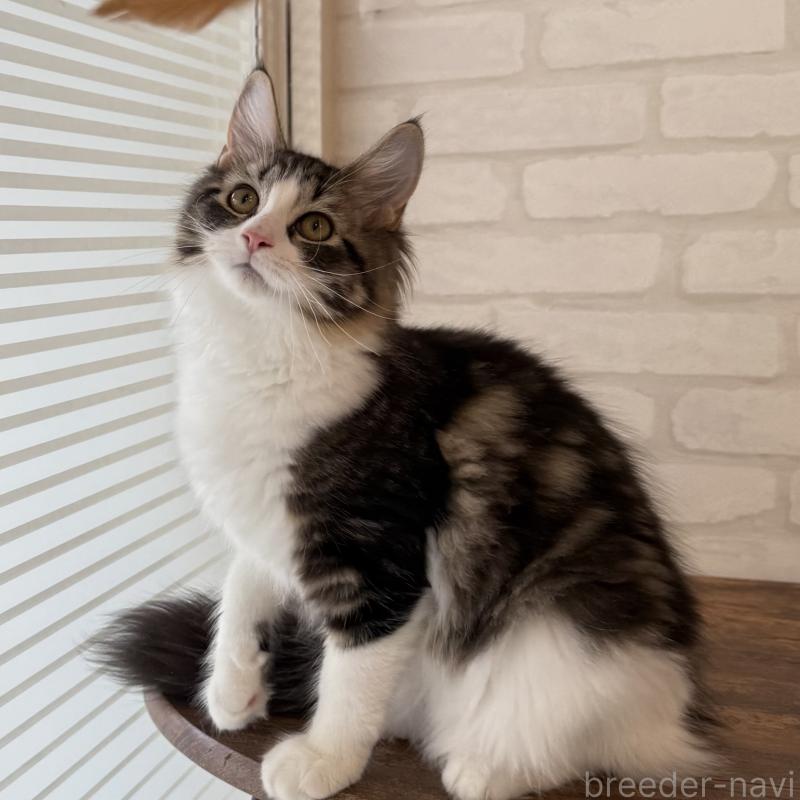 成約済の大阪府のサイベリアン-126976の11枚目