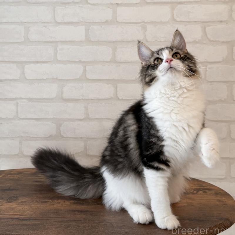 成約済の大阪府のサイベリアン-126976の10枚目