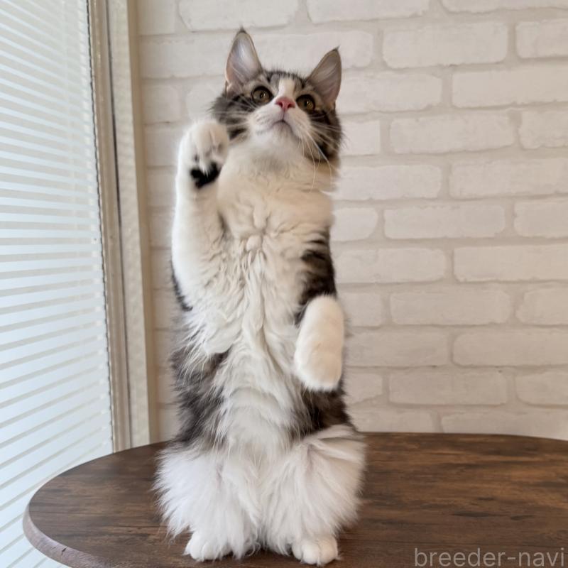 成約済の大阪府のサイベリアン-126976の9枚目