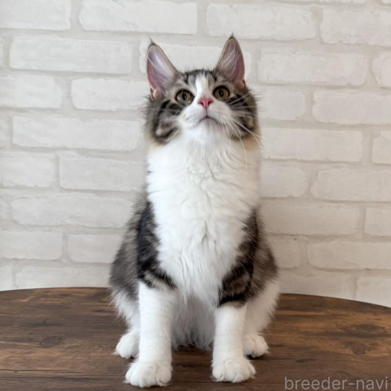 成約済の大阪府のサイベリアン-126976の8枚目