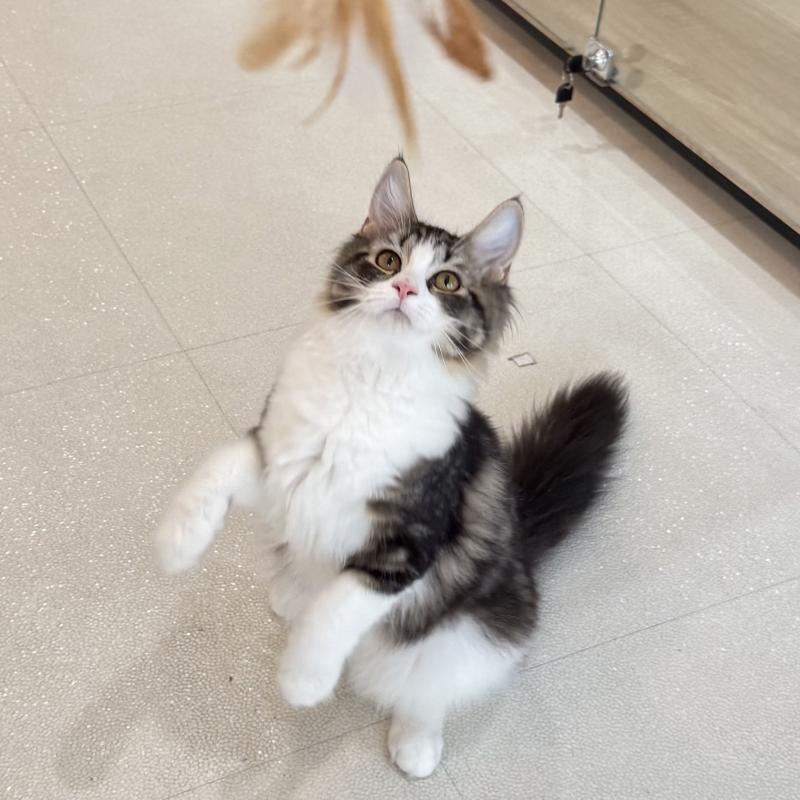 成約済の大阪府のサイベリアン-126976の7枚目