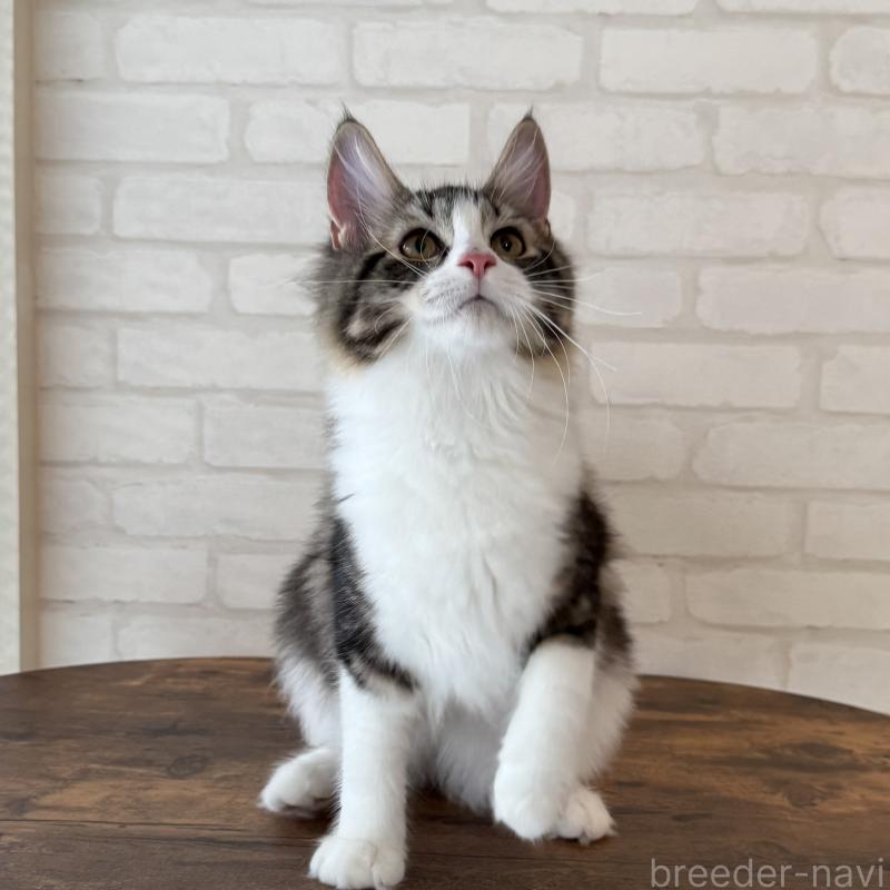 成約済の大阪府のサイベリアン-126976の6枚目