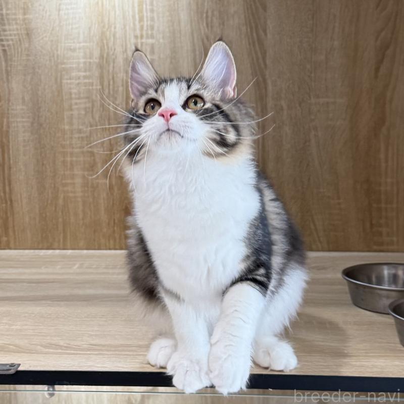 成約済の大阪府のサイベリアン-126976の5枚目