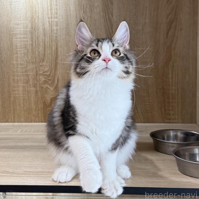 成約済の大阪府のサイベリアン-126976の4枚目