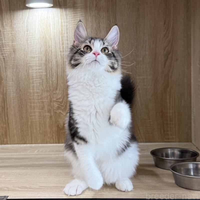 成約済の大阪府のサイベリアン-126976の3枚目