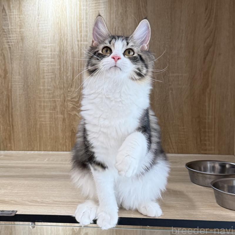 成約済の大阪府のサイベリアン-126976の2枚目