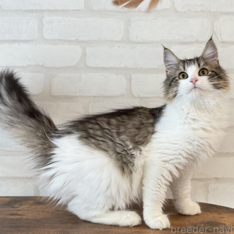 販売中の大阪府のサイベリアン-126975の9枚目