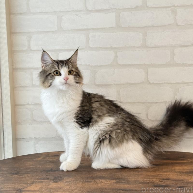 販売中の大阪府のサイベリアン-126975の7枚目