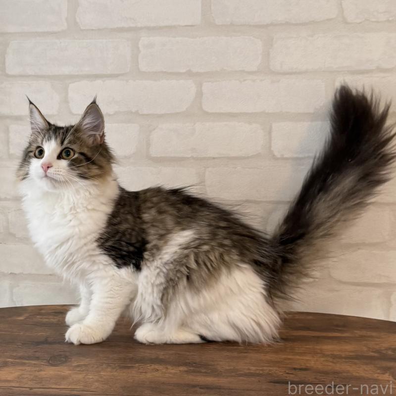 販売中の大阪府のサイベリアン-126975の6枚目