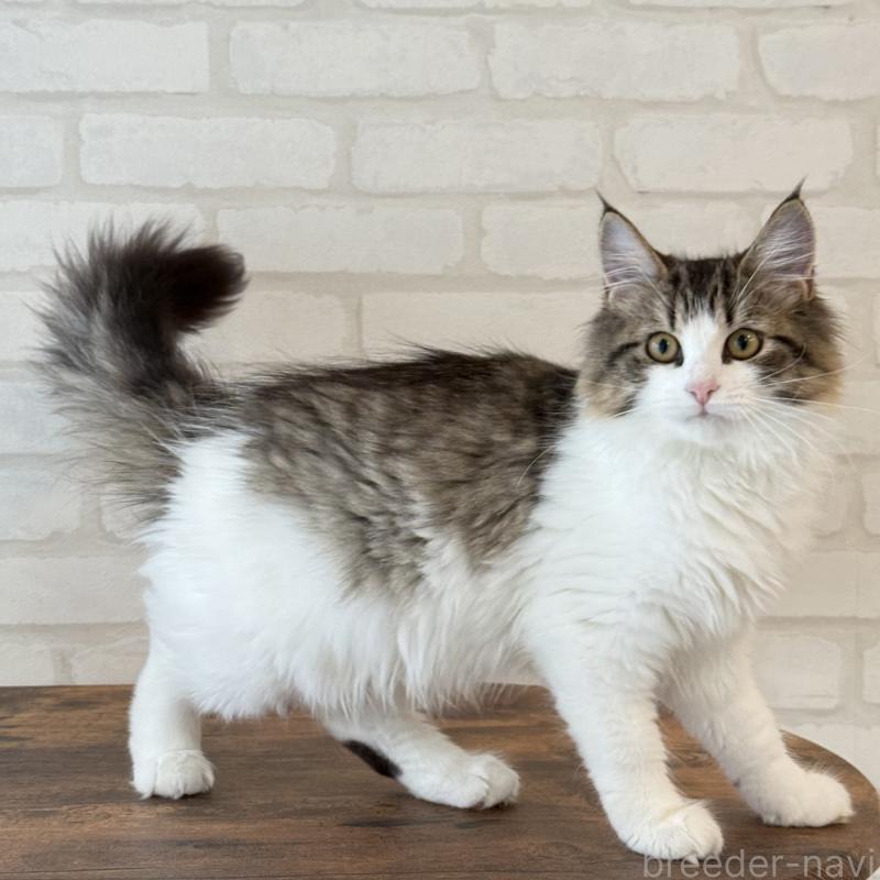 販売中の大阪府のサイベリアン-126975の5枚目