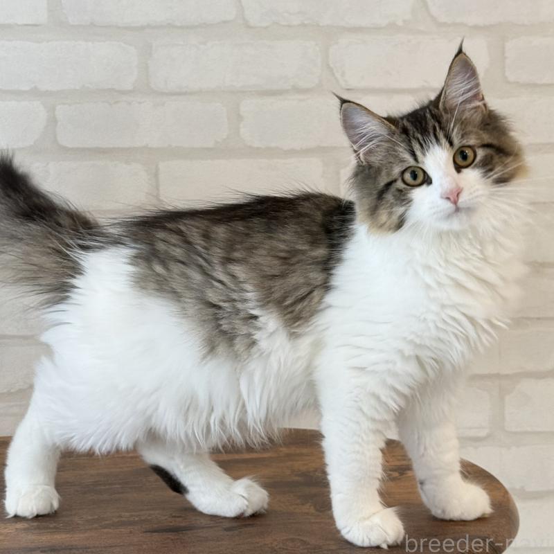 販売中の大阪府のサイベリアン-126975の4枚目