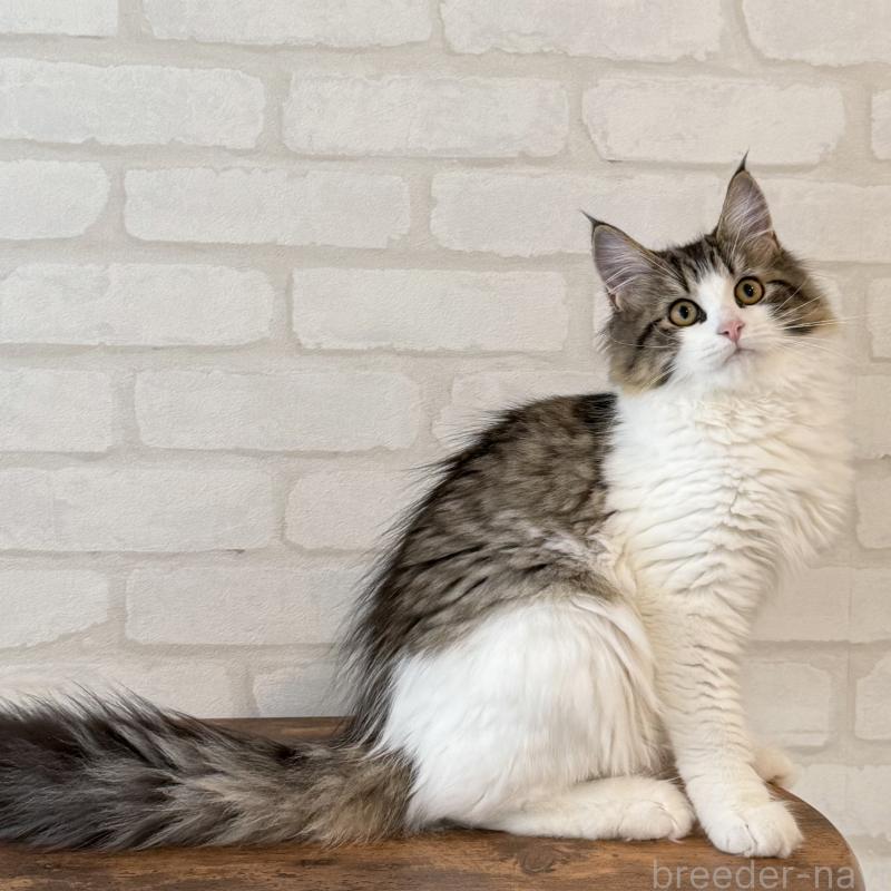 販売中の大阪府のサイベリアン-126975の2枚目