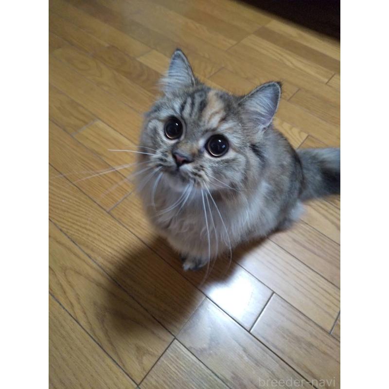 販売中の岐阜県のペルシャ(チンチラ)-121242の3枚目