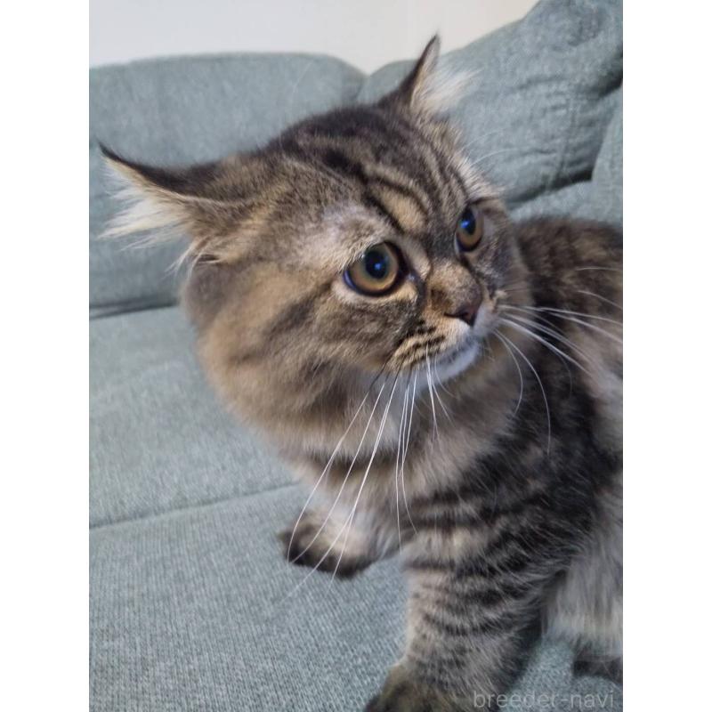 販売中の岐阜県のペルシャ-121245の10枚目