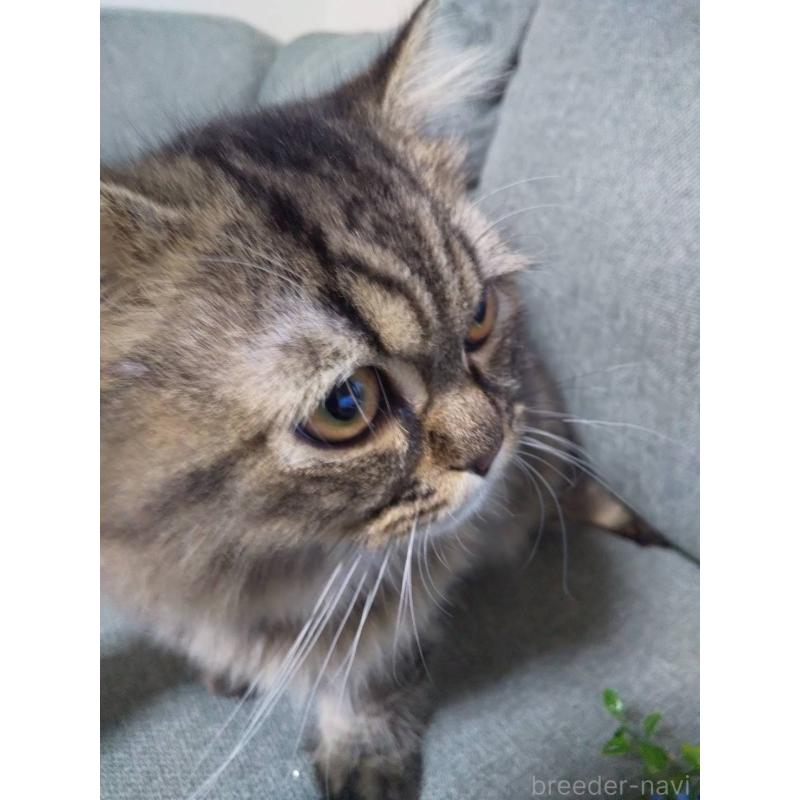 販売中の岐阜県のペルシャ-121245の9枚目