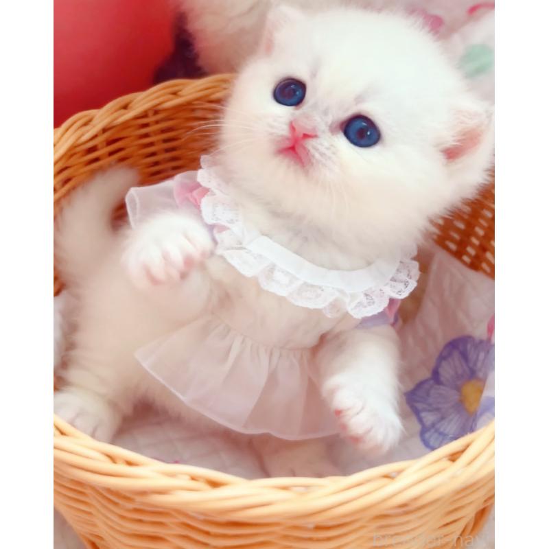 販売中の埼玉県のブリティッシュショートヘア-128295の5枚目