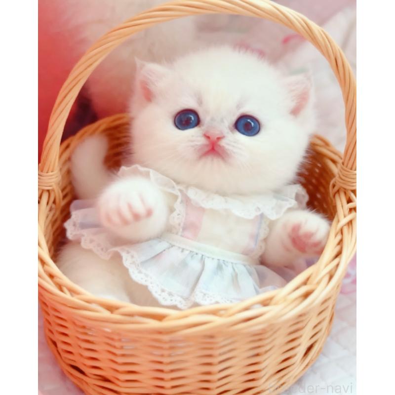 販売中の埼玉県のブリティッシュショートヘア-128295の4枚目