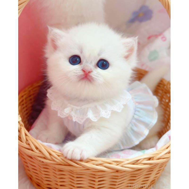 販売中の埼玉県のブリティッシュショートヘア-128295の3枚目