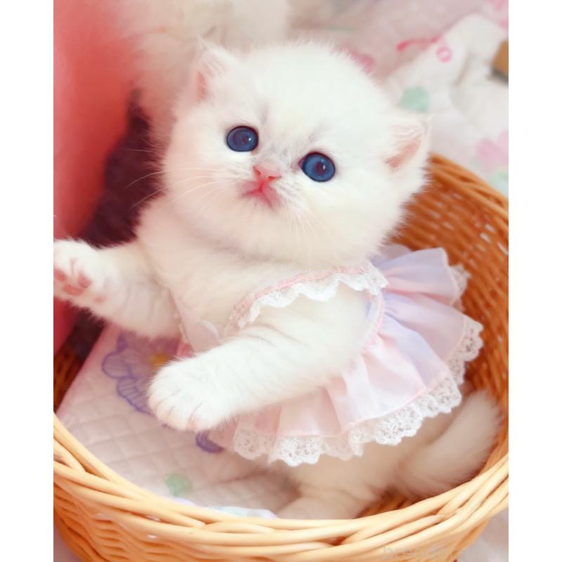 販売中の埼玉県のブリティッシュショートヘア-128295の2枚目