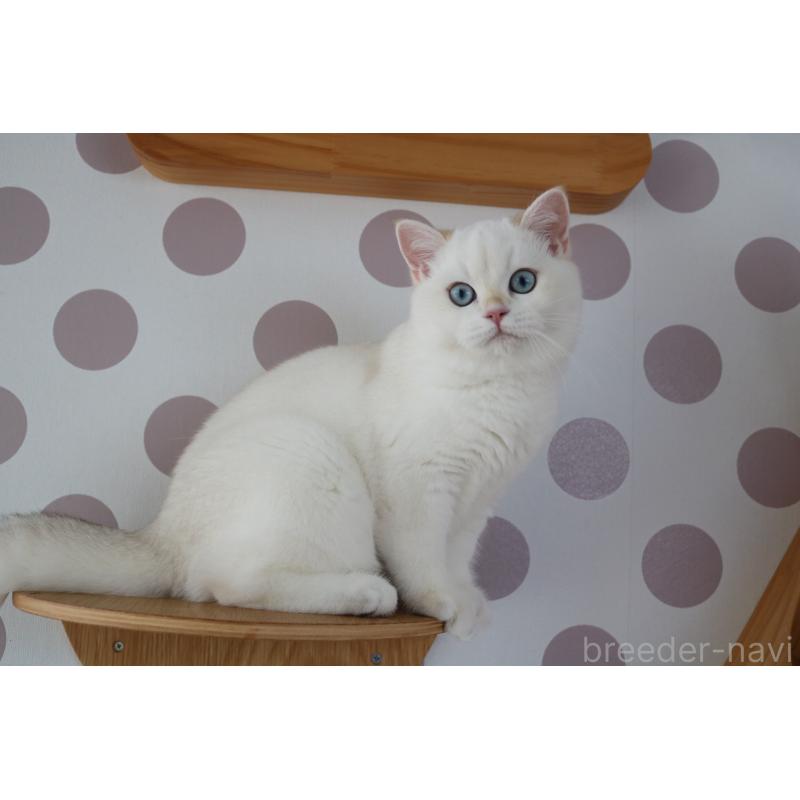 成約済の愛知県のブリティッシュショートヘア-121569の2枚目