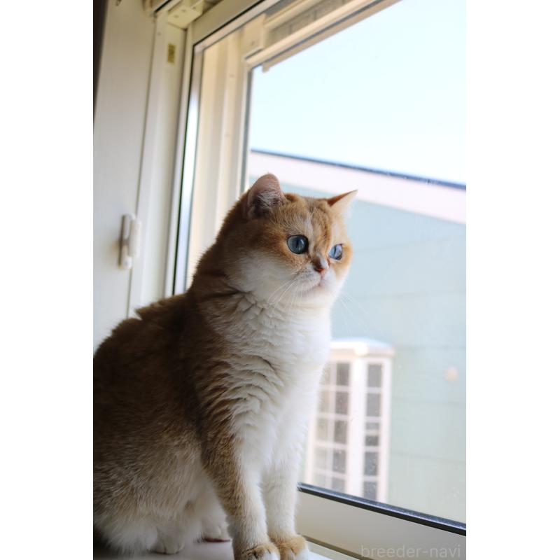 販売中の愛知県のスコティッシュストレート-128407の9枚目