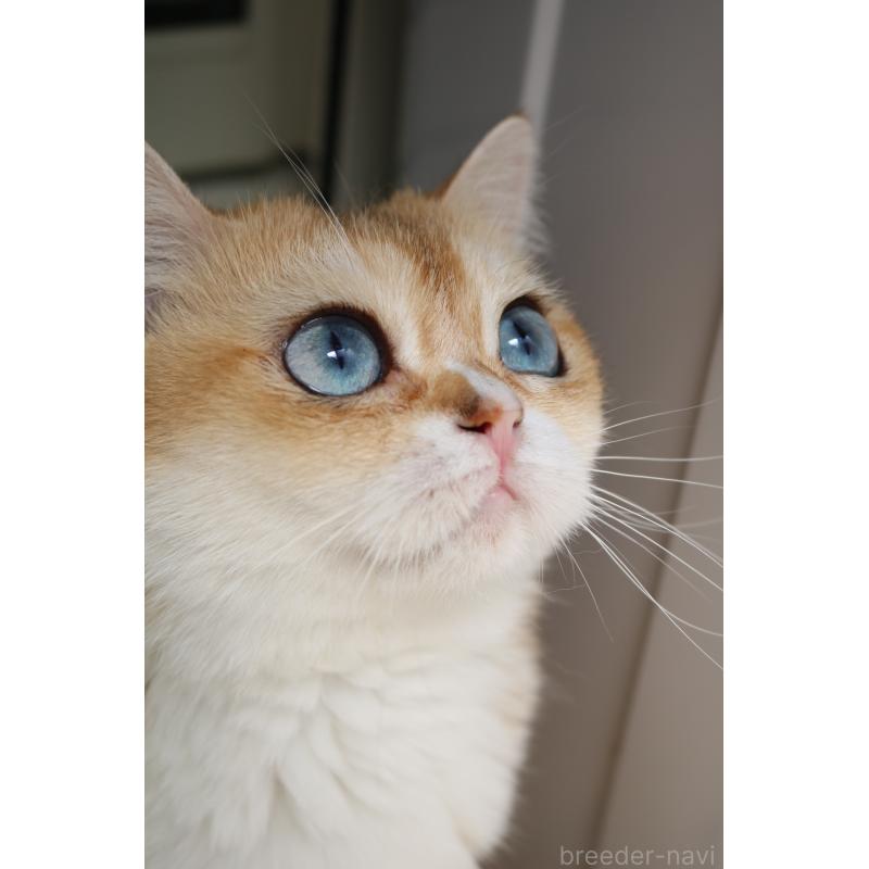 販売中の愛知県のスコティッシュストレート-128407の8枚目