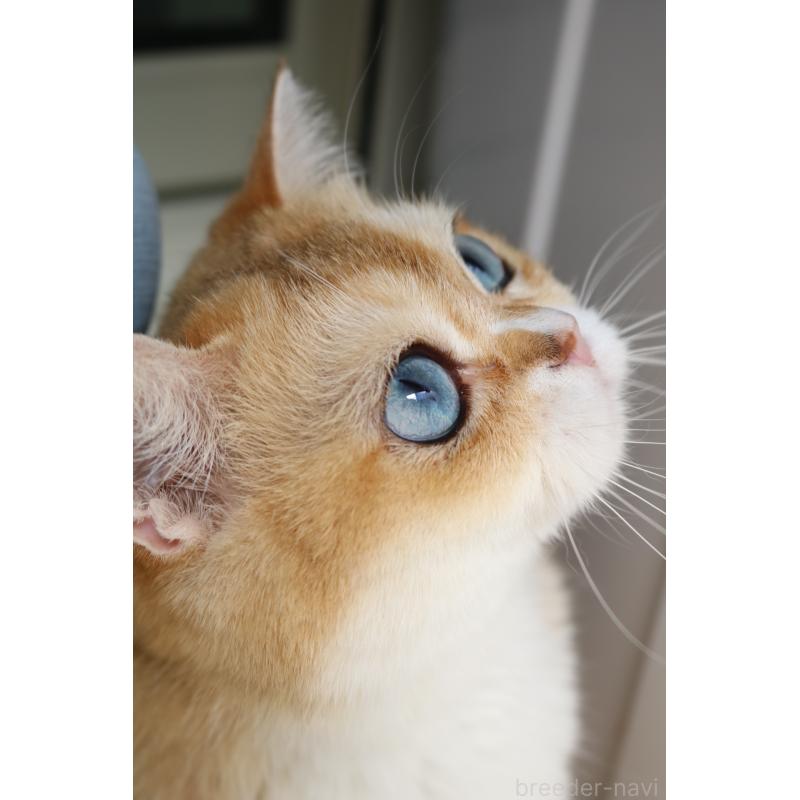 販売中の愛知県のスコティッシュストレート-128407の7枚目