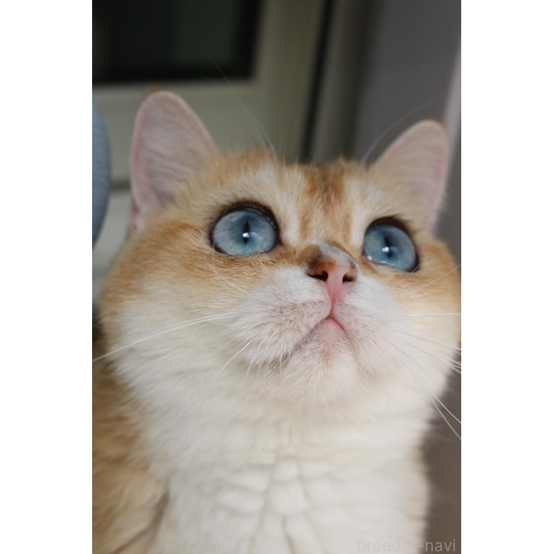 販売中の愛知県のスコティッシュストレート-128407の6枚目