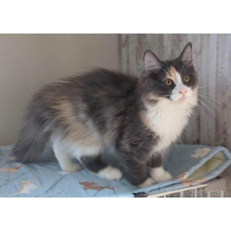 販売中の愛媛県のノルウェージャンフォレストキャット-123036の4枚目