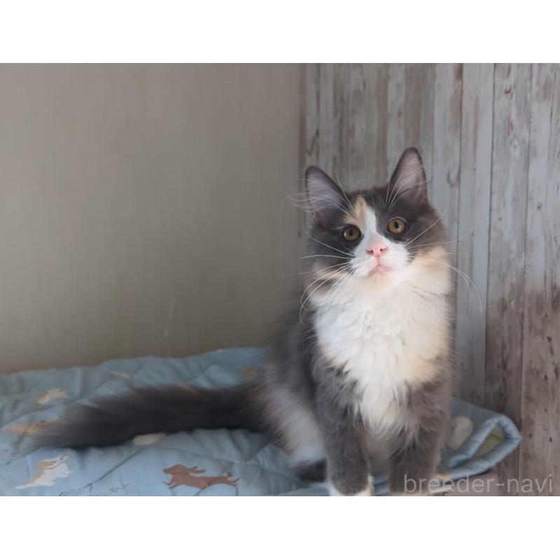 販売中の愛媛県のノルウェージャンフォレストキャット-123036の3枚目