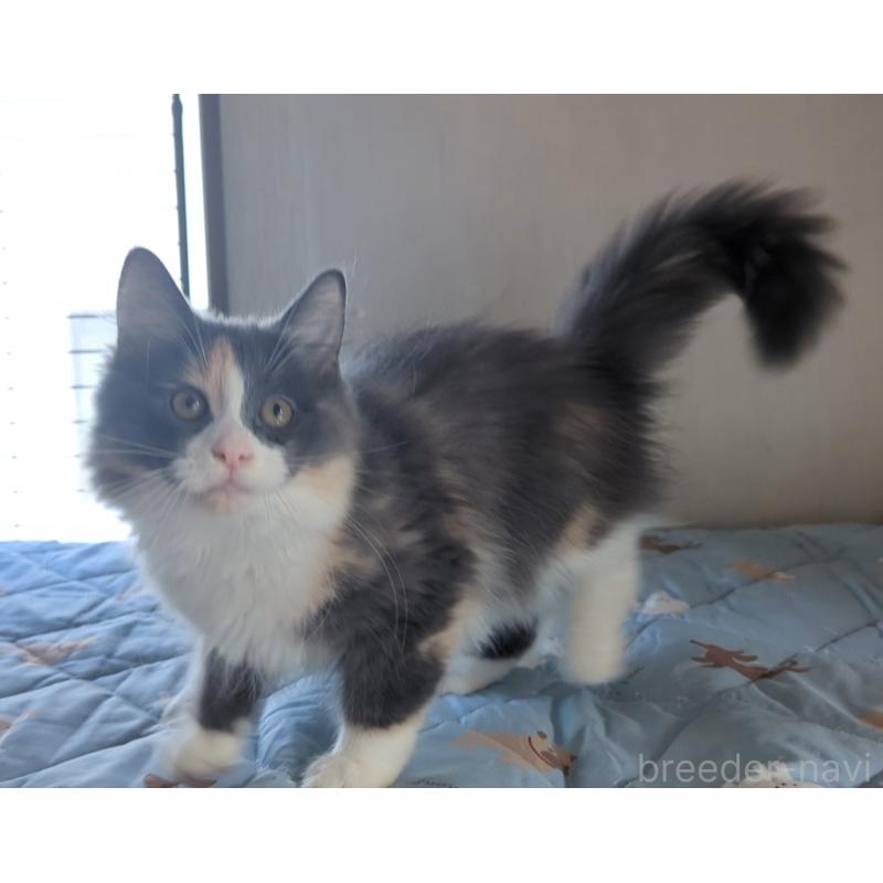 販売中の愛媛県のノルウェージャンフォレストキャット-123036の2枚目