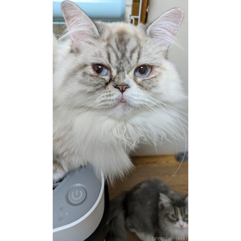 販売中の大阪府のミヌエット-81309の12枚目