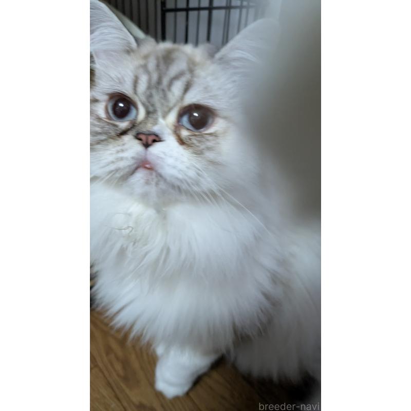 販売中の大阪府のミヌエット-81309の11枚目