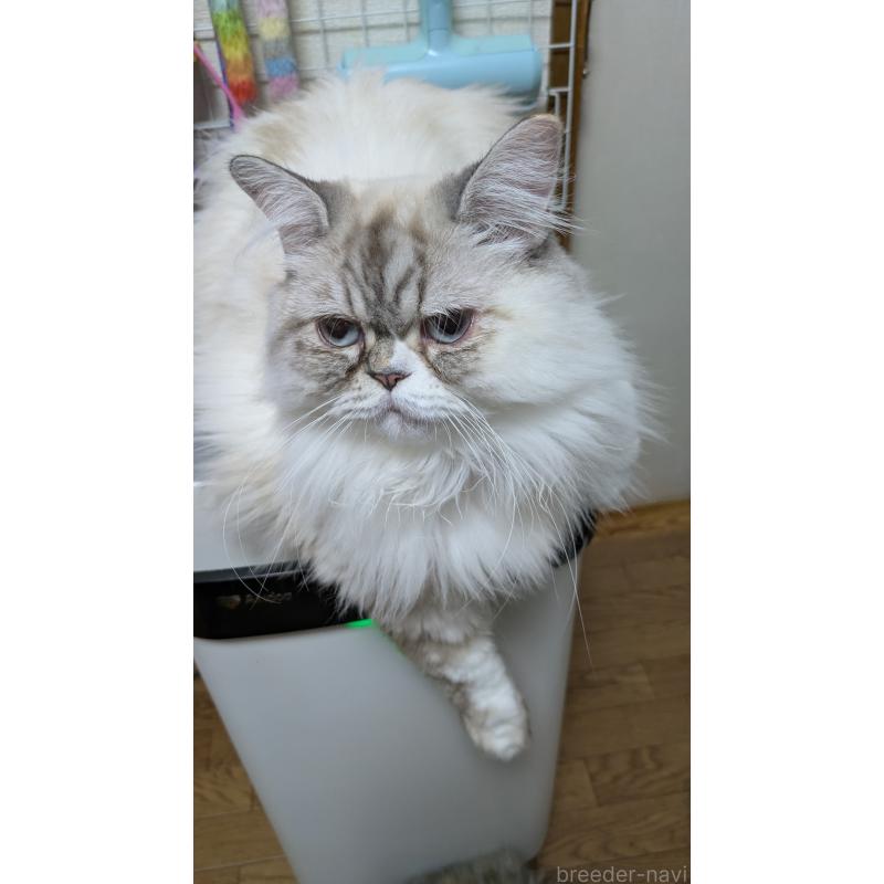 販売中の大阪府のミヌエット-81309の10枚目