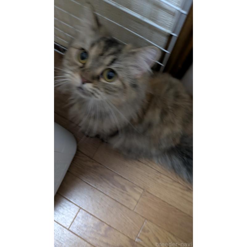 成約済の大阪府のミヌエット-124586の2枚目