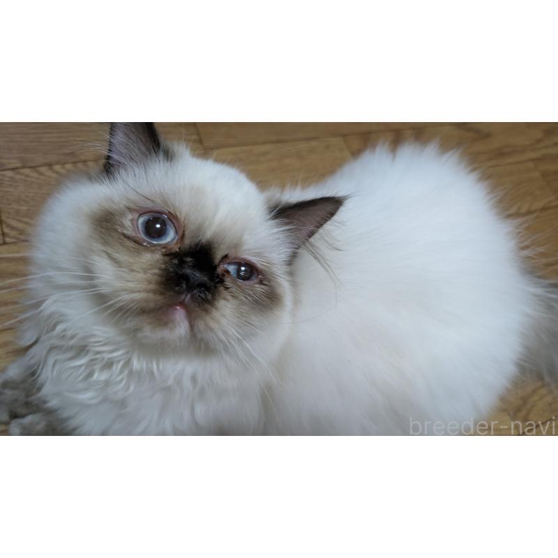 販売中の大阪府のミヌエット-124372の9枚目