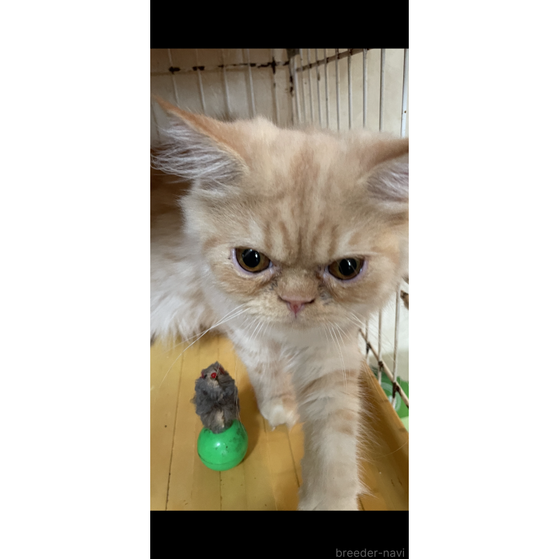 成約済の愛知県のエキゾチックロングヘア-120595の2枚目