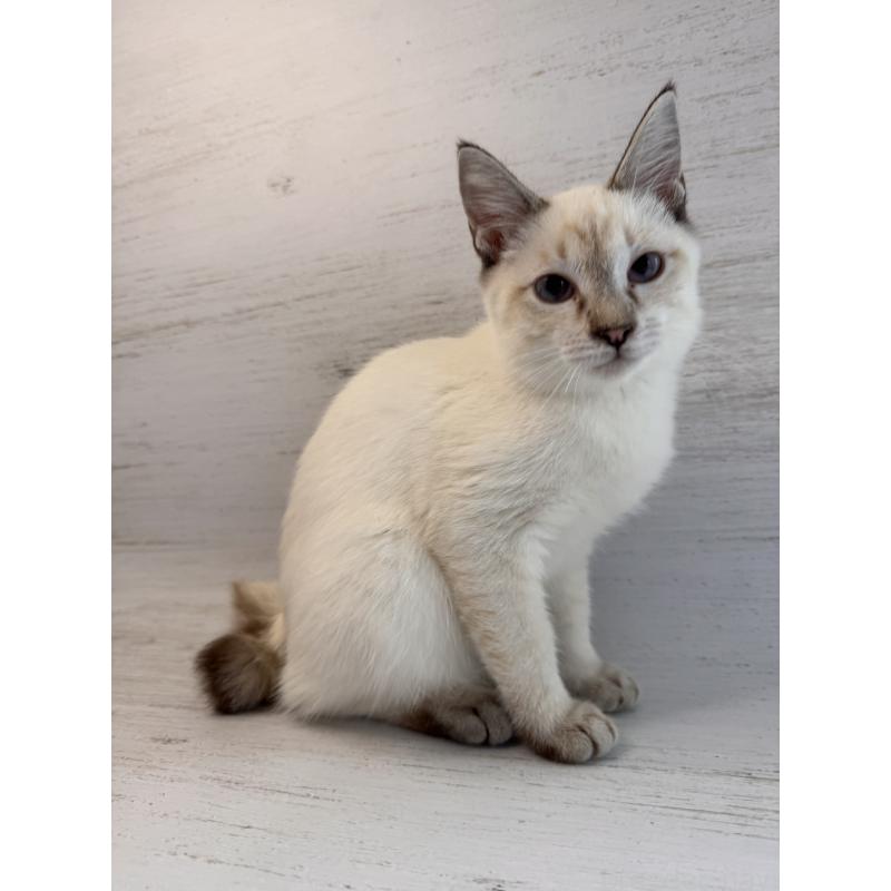 商談中の長野県のトイボブ-121696の11枚目